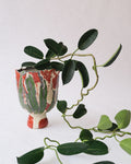 arakirina pottery planter